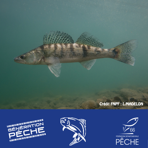 Le Sandre tout en finesse Fédération des Pyrénées Orientales pour la